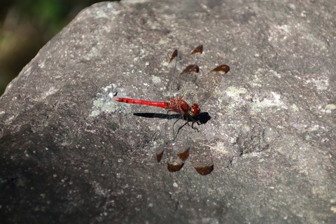 IMG_1689コノシメトンボ雄