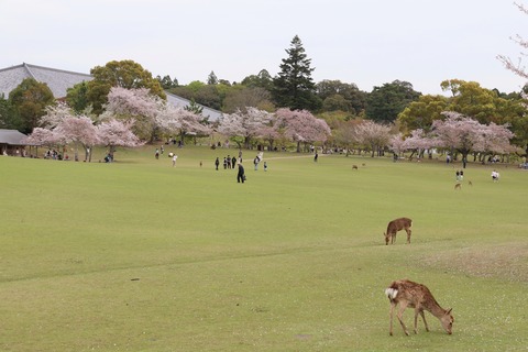 IMG_8252春日の園地