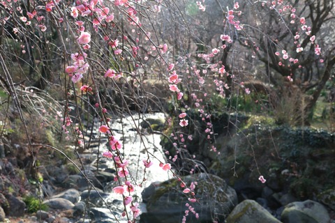 IMG_5424呉羽枝垂(ｸﾚﾊｼﾀﾞﾚ)