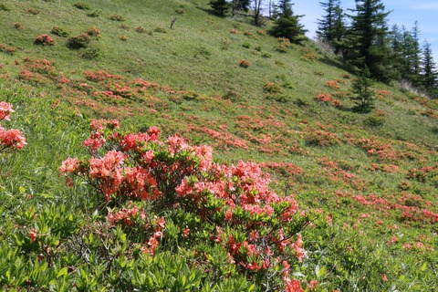 IMG_9947武石峰麓