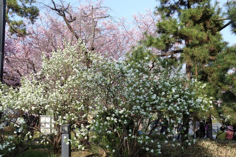 IMG_7272国立劇場 利休梅