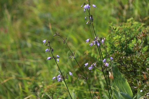 IMG_1110ハクサンジシャン