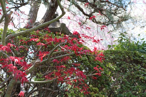 IMG_7401妙法寺楓の若葉