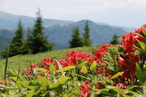 IMG_0155王ケ鼻に向かう道より