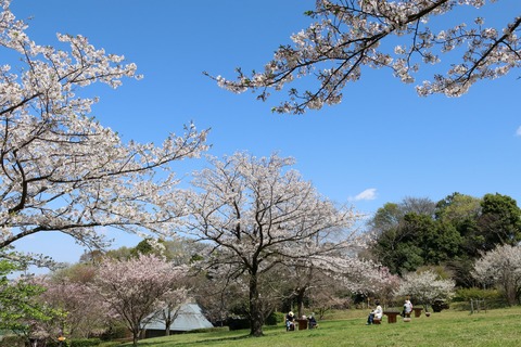 IMG_7939桜の谷