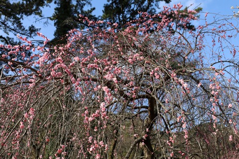 IMG_5556呉羽枝垂