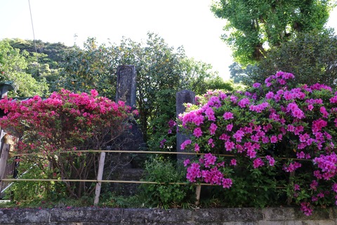 IMG_7089常栄寺(ぼたもち寺)