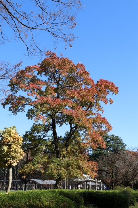 IMG_4391ナンキンハゼ