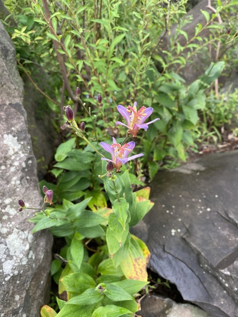 IMG_6937ホトトギス