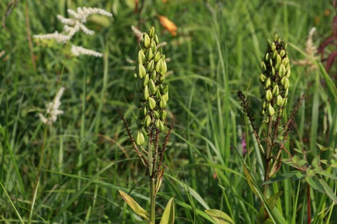 IMG_1010鎌池湿原コバイケイソウの実