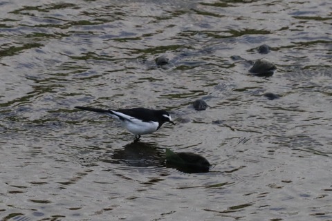 セグロセキレイ(野川)