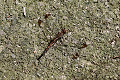 IMG_1719コノシメトンボ雌