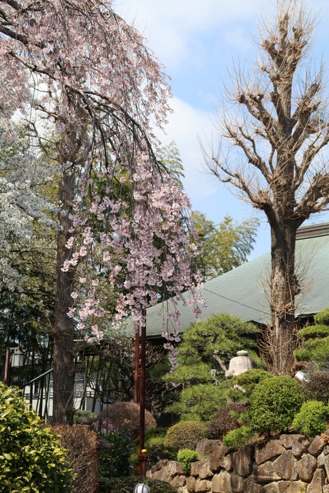 IMG_7392妙法寺