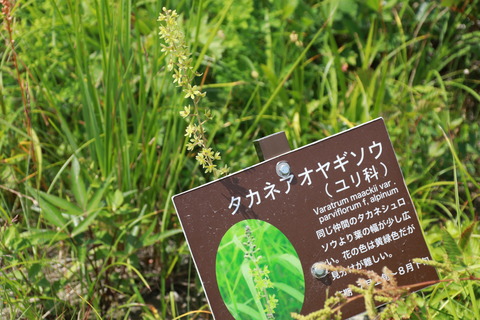 IMG_1134タァネアオヤギソウ