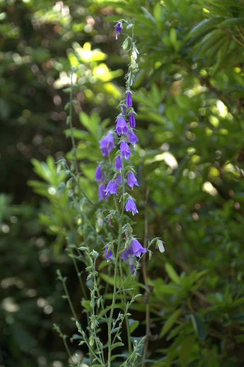 IMG_2035トウジシャン＝ツリガネニンジン