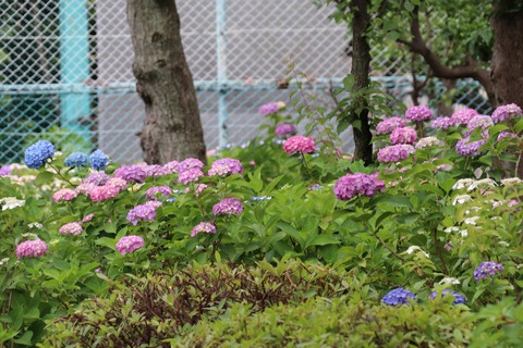 IMG_9747白山公園