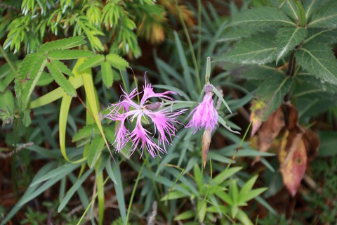 IMG_1199タカネナデシコ