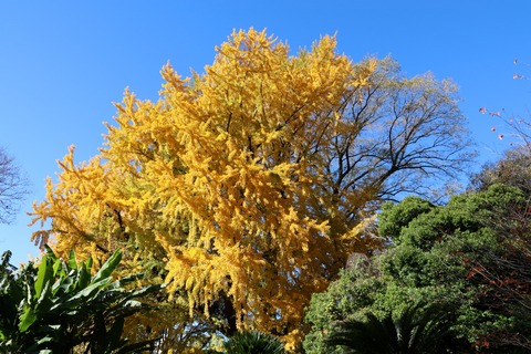 IMG_4465入口のイチョウ