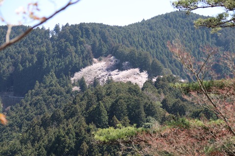 IMG_8680高城山展望台よりより奥千本かと
