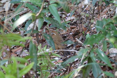 IMG_7877ガビチョウ