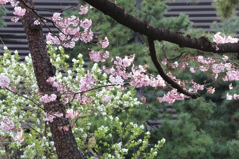 IMG_7328国立劇場 神代曙