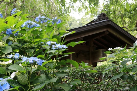 IMG_9606明月院 山門