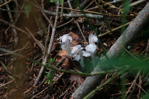 IMG_0808ギンリョウソウ