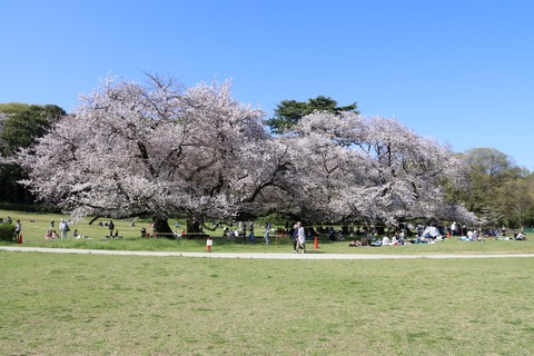 IMG_8002砧公園