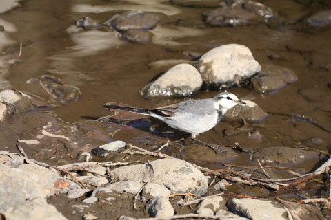 ハクセキレイ2021.01成城野川