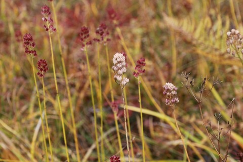 10月イワショウブ終わった花