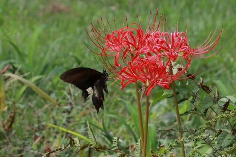 IMG_1799シロオビアゲハ大