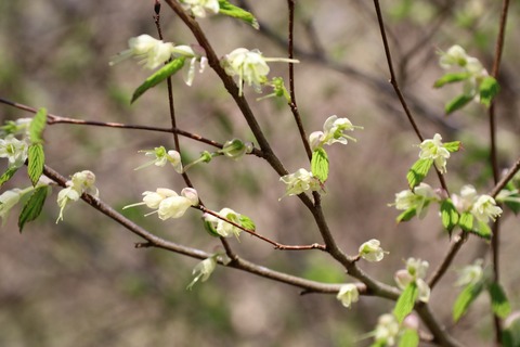 IMG_7867ヒュウガミズキ（花木園）