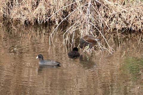 バンとオオバン2021.01野川