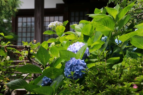 IMG_9304収玄寺