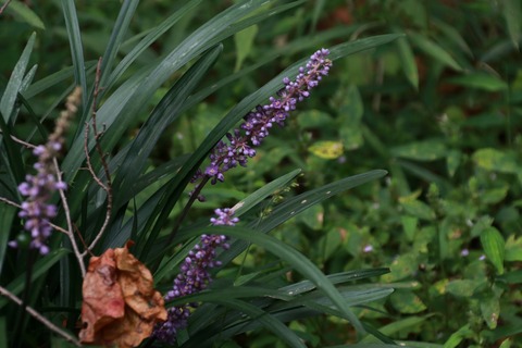 IMG_1617ヤブラン