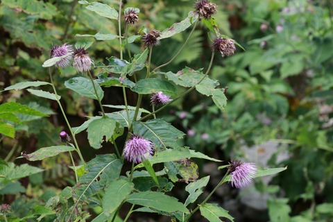 10月オヤマポクチ