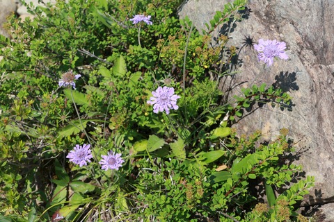 IMG_1058タカネマツムシソウ