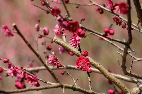 IMG_5593鹿児島紅