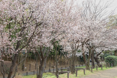 IMG_7106次太夫児童公園 早咲きの・・？