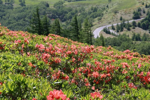 IMG_9929武石峰麓