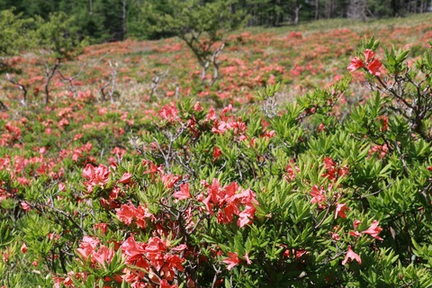 IMG_9925武石峰麓