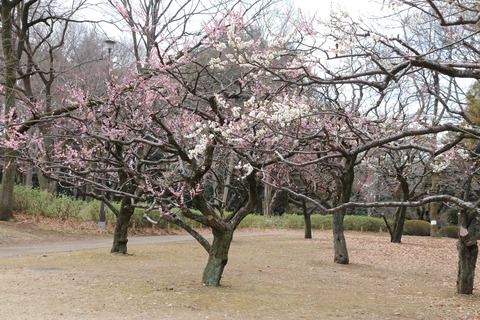 IMG_5847砧公園西側梅林