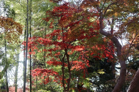 IMG_4853旧小坂邸