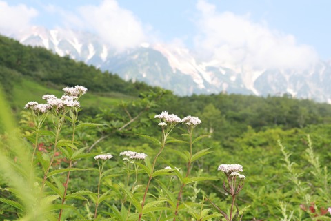 IMG_0989黒菱平ヨツバヒヨドリ