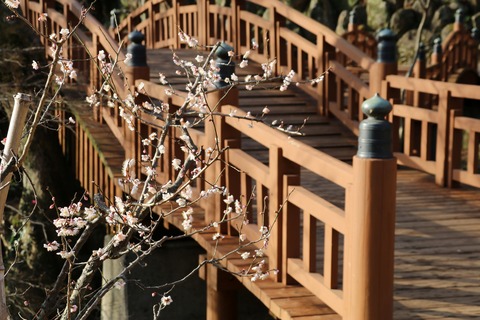 IMG_5455佐布里梅(ｿｳﾘｳﾒ)