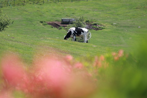 IMG_9999車道よ美ヶ原牧場