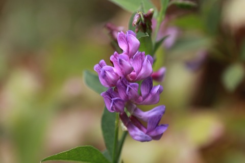 IMG_1823ナンテンハギ