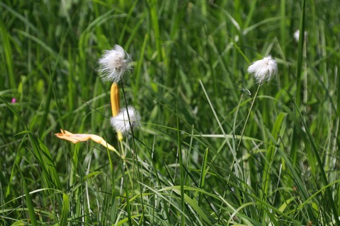 IMG_0616ワタスゲ