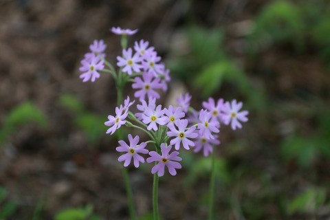 IMG_1373ユキワリソウ