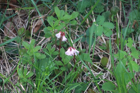 IMG_1220イワカガミ